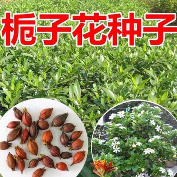 金栀子长啥样