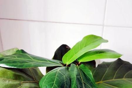 琴叶榕种子催芽方法