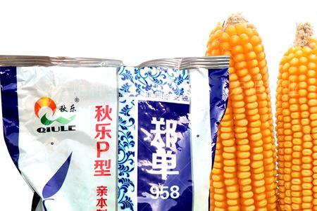 金庆恒育1号玉米种子介绍