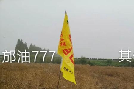 德油777油菜种子好不好