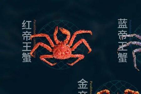 巨型帝王蟹捕捞全过程