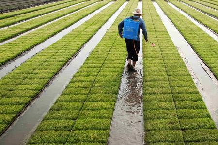 四川水稻高产种植技术