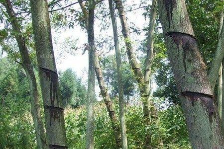生漆用火熬制熟漆到什么程度