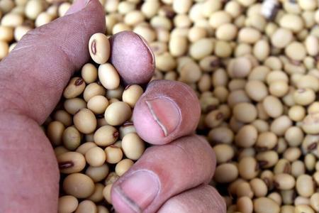 东升25大豆种子