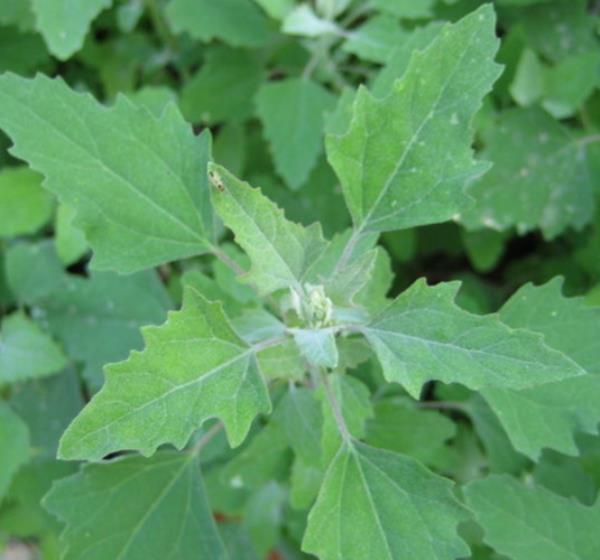野菊花叶子的做法