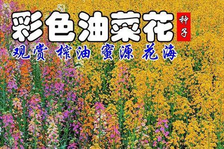 庆油8号油菜种子属于转基因吗