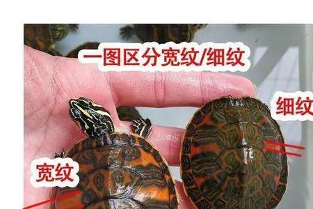 鸭嘴火焰龟为什么贵