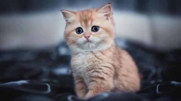 形容猫咪可爱的成语
