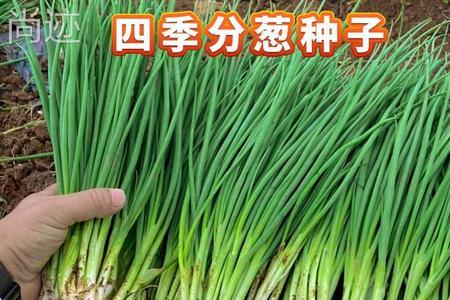 四季香葱种子种植方法