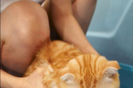 如何判断猫咪是否需要洗澡