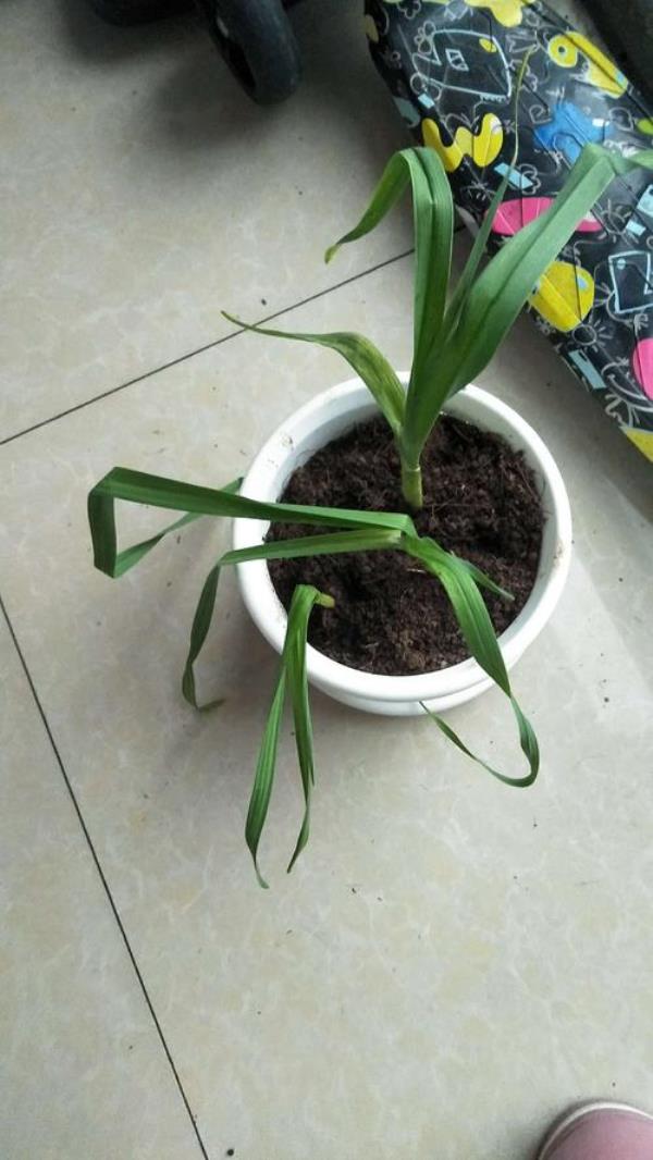 大蒜苗出蒜苔还发侧芽是咋回事