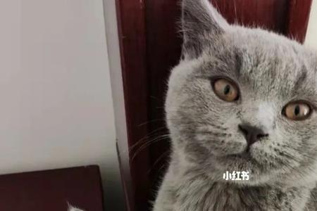 买两只猫至少多少块