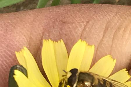 蜜蜂扇风有哪几种姿势