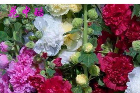 寓言故事蜀葵花的秘密