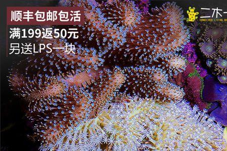 皮革珊瑚对水质要求