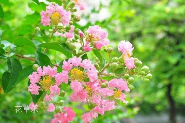 紫薇花秋季叶子发黄落叶