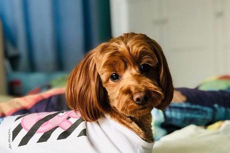 泰迪犬能吃毛豆吗