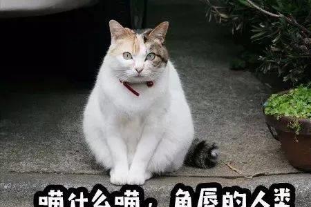 用猫语对猫咪说别叫了