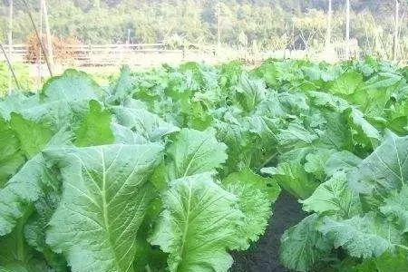 芥菜疙瘩种植时间和方法
