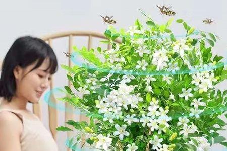 钓鱼百果香和千里香哪个好用