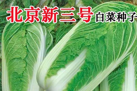 青华三号白菜种如何