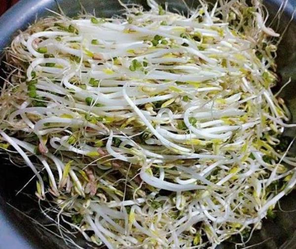 像黄豆芽的菜是什么菜