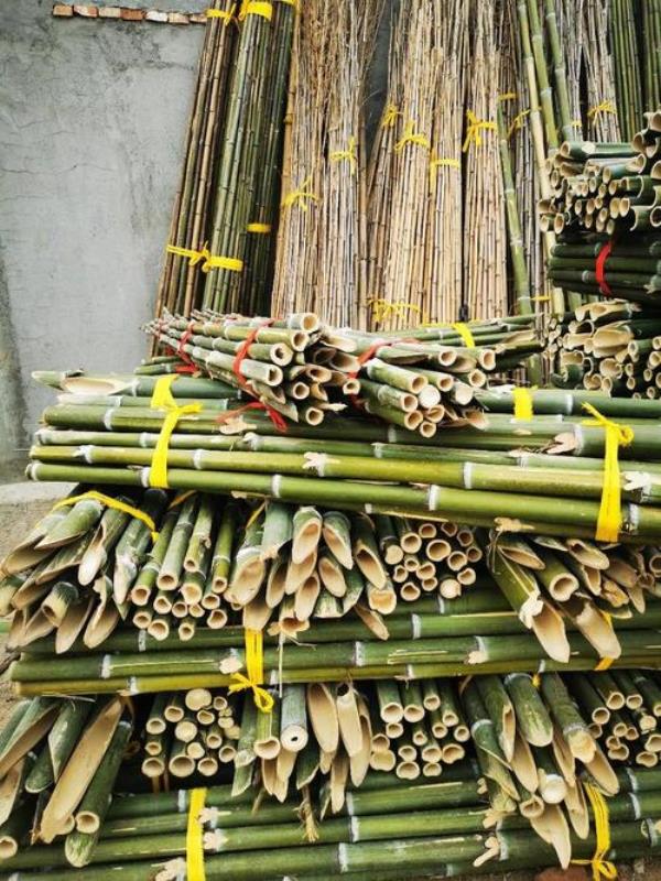 工地上搭棚用的竹是什么竹子