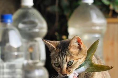 给猫煮的鱼不吃怎么办