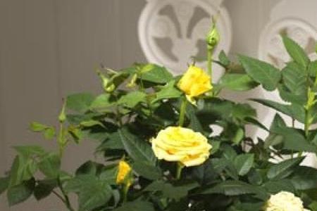 月季花芽分化时间