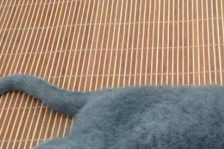蓝猫几岁停止生长