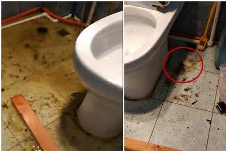 下水道卫生纸堵塞能自然溶解吗