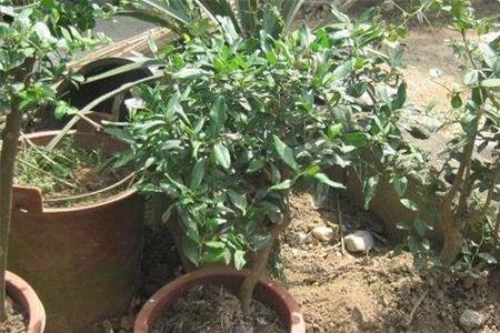 荔枝树养金蝉吗