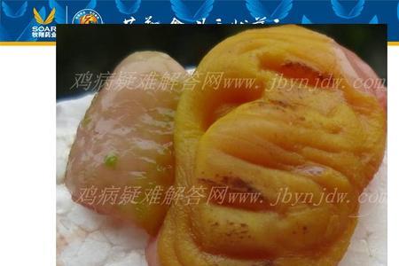 鸡腺怎么清理