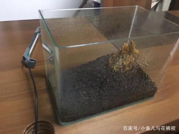 迷你牛毛多久开始扎根