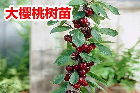 北方可以盆栽车厘子吗