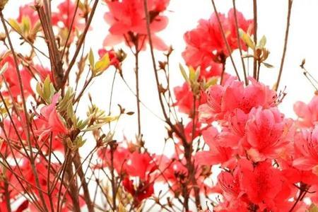 深情的杜鹃花原唱