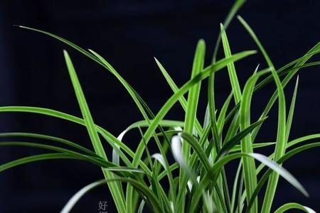 什么季节买兰花苗最好