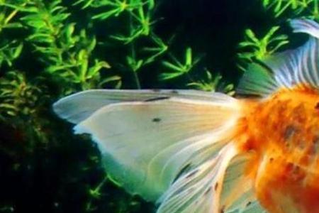 一个礼拜不在家金鱼会饿死吗