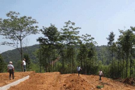 破坏生态林的犯罪标准