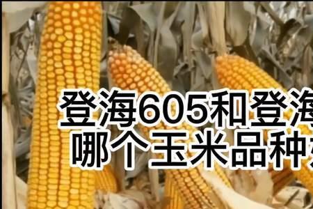 登海187玉米种审定公告