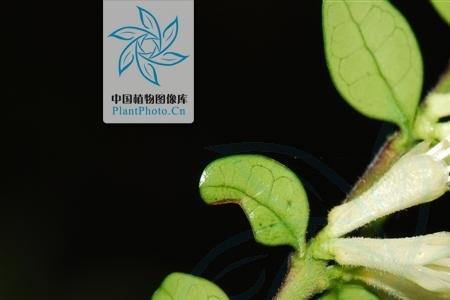 萼蕊的意思