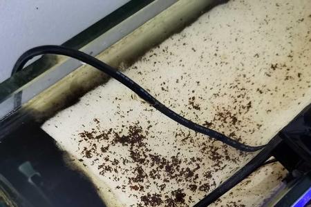 火山泥下鱼缸用不用洗