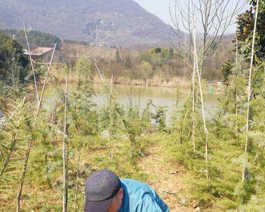 上山挖野菜是什么意思