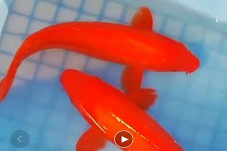 红色鲤鱼变白怎么回事