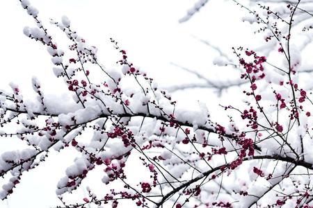 雪压寒梅头不低是什么意思