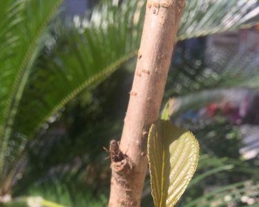 樱花树杆上发白是什么虫