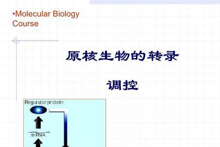 原核生物转录过程
