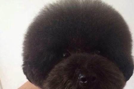 泰迪犬几个月可以修造型啊