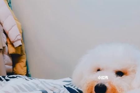 比熊太激动了怎么办