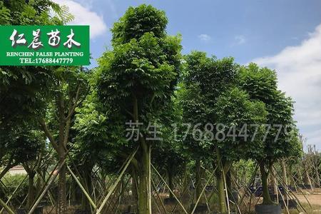 银念果，学名